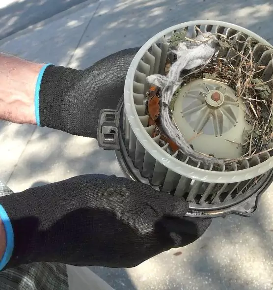 About Air Duct Mice Removal in Wekiwa Springs, FL